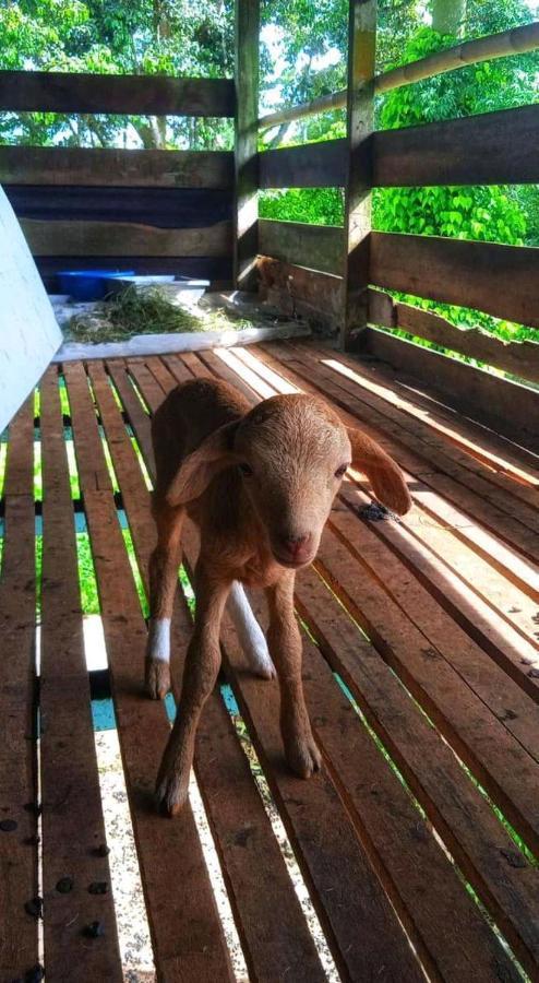 Awanaz Farmstay With Pool And Farm Animal Jitra Kedah Εξωτερικό φωτογραφία